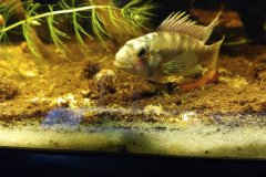 Apistogramma barlowi - autore Andrea26