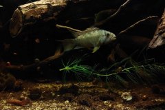 Apistogramma barlowi - autore Andrea26