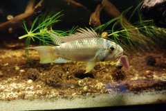 Apistogramma barlowi - autore Andrea26