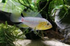 Apistogramma borellii