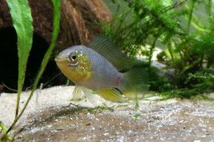 Apistogramma borellii - autore Eggeioss