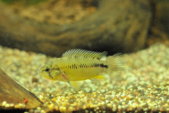 Apistogramma borellii femmina -