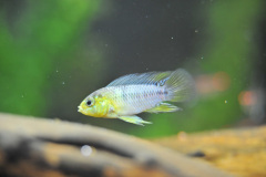 Apistogramma borellii -