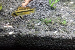 Apistogramma Cacatuoides femmina - autore Scheccia