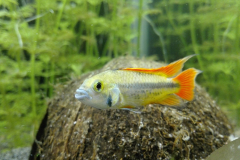 Apistogramma Cacatuoides - autore trono