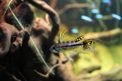 Apistogramma Cacatuoides - autore BigF