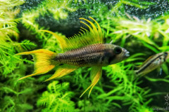 Apistogramma Cacatuoides orange - autore FrancescoFabbri