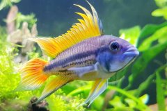 Apistogramma Cacatuoides orange - autore Pas973