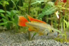 Apistogramma Cacatuoides orange - autore trono