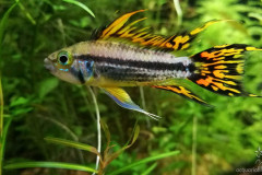 Apistogramma Cacatuoides - autore FrancescoFabbri