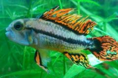 Apistogramma Cacatuoides  super red- autore FrancescoFabbri