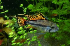 Apistogramma Cacatuoides - autore trono