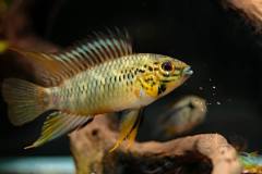 Apistogramma D12 pacman