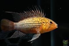 Apistogramma guttata