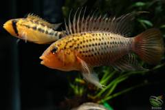 Apistogramma guttata coppia - Autore desmo