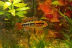 Apistogramma macmasteri - autore Gazza