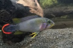 Apistogramma panduro