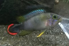 Apistogramma panduro - autore Dargo23