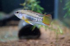 Apistogramma viejita - autore shadow