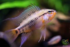 Apistogramma viejita Puerto Guy Tan f1- autore Desmo