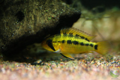 Apistogramma viejita femmina Puerto Guy Tan f1- autore Desmo