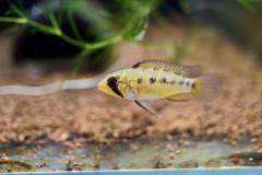 Apistogramma viejita - autore shadow