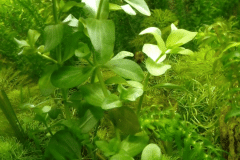 Bacopa caroliniana - Autore: Maury