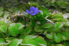 Bacopa caroliniana in fiore- autore: Elisabeth