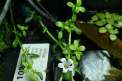 Bacopa monnier in fiore - Autore: kumuvenisikunta