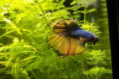 Bettas splendens  - Autore: Ale83