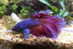 Bettas splendens - Autore: Luca.S