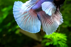 Betta splendens big ears dumbo - Autore: Betta30l