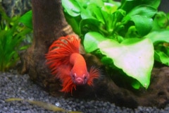 Betta splendens crowntail rosso - Autore: Eagle