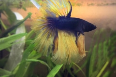 Betta splendens halfmoon bicolor - Autore: frenchwoody