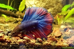 Betta splendens halfmoon multicolor - Autore: Luca.S