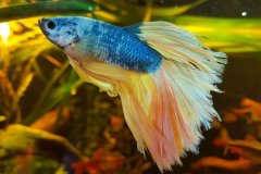 Betta splendens halfmoon - Autore: Steinoff