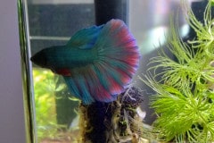 Betta splendens super delta - Autore: kumuvenisikunta