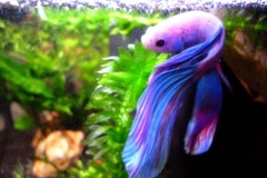 Betta splendens veiltail multicolor - Autore: Eagle