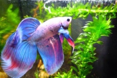 Betta splendens veiltail multicolor - Autore: Eagle