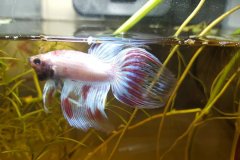 Betta splendens veiltail - Autore:  fabrizio.monaco