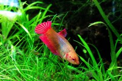 Betta splendens femmina giovane - Autore: dave