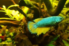 Betta splendens halfmoon femmina - Autore: Steinoff