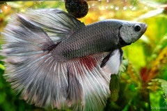 Betta splendens halfmoon butterfly - Autore: Steinoff