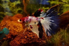 Betta splendens marble  - Autore: Monica