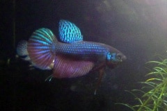 Betta smaragdina wild  - Autore: Eagle