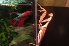 Bettas splendens  - Autore: Alex_N