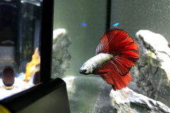 Betta splendens HM dragon copper red - Autore: Luke