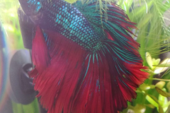 Betta splendens HM fancy - Autore: Gluca