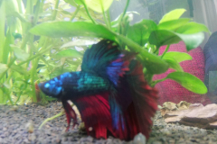 Betta splendens HM fancy - Autore: Gluca