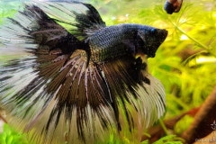 Betta splendens halfmoon butterfly copper - Autore: Steinoff